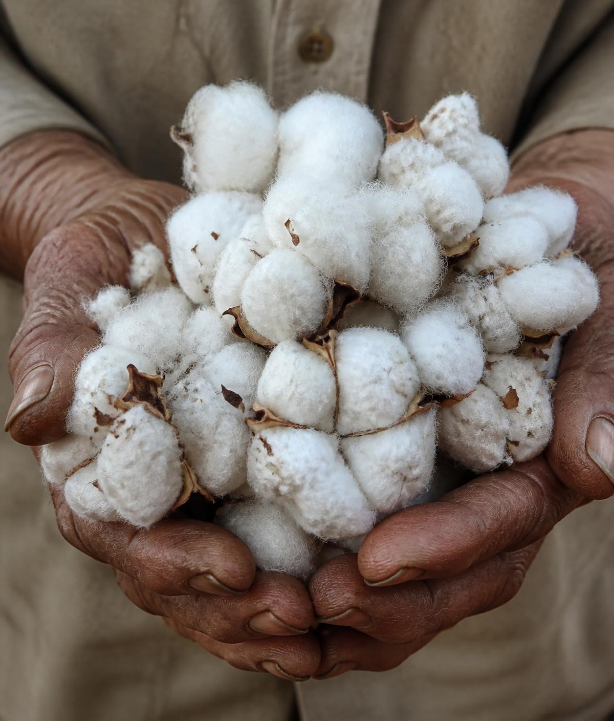 Farmer's hands holding raw Brazilian cotton bolls