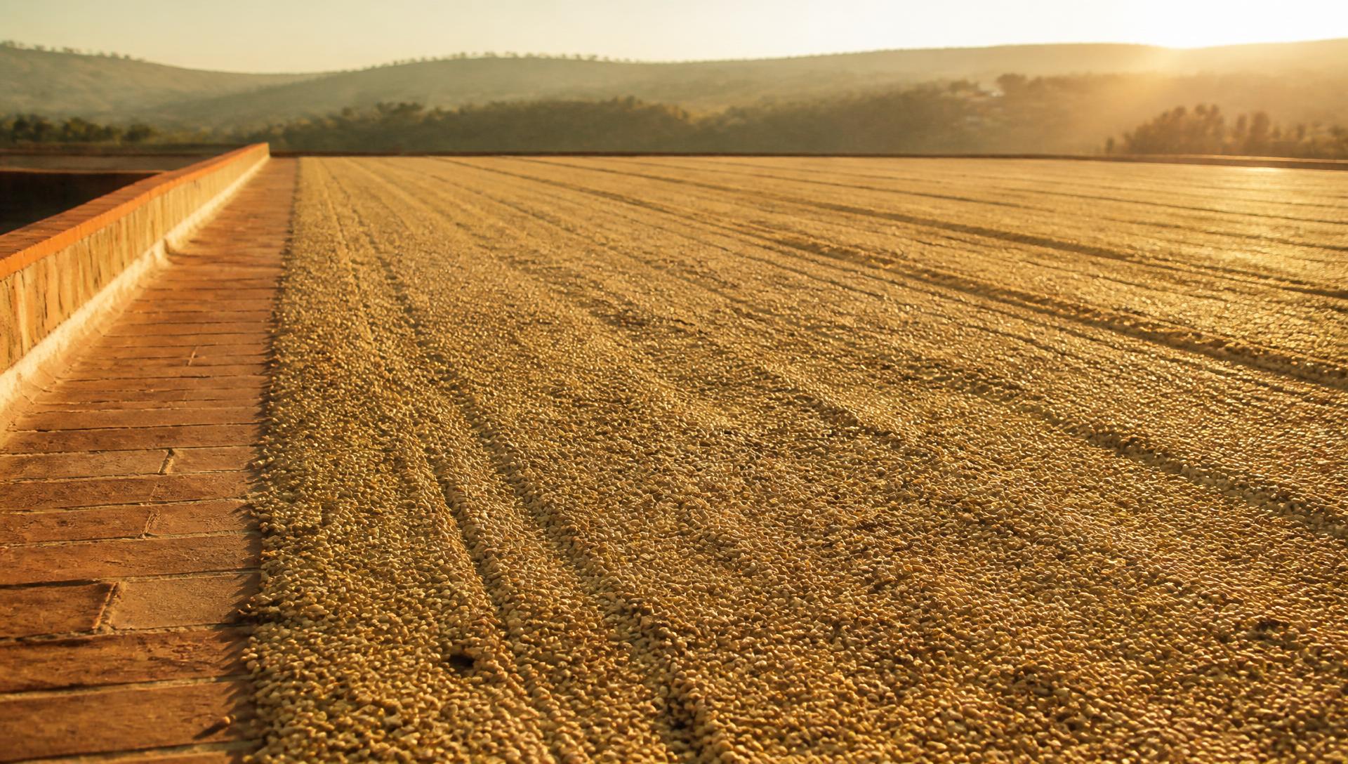Green coffee drying under the Brazilian sun